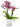 Vijolično-bela pikčasta orhideja Phalaenopsis v belem rebrastem keramičnem lončku