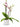 Bela orhideja Phalaenopsis z magenta sredino v majhnem belem lončku